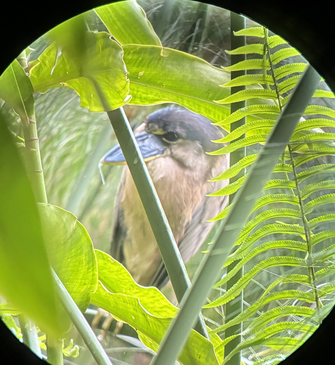 ヒロハシサギ - ML645694606