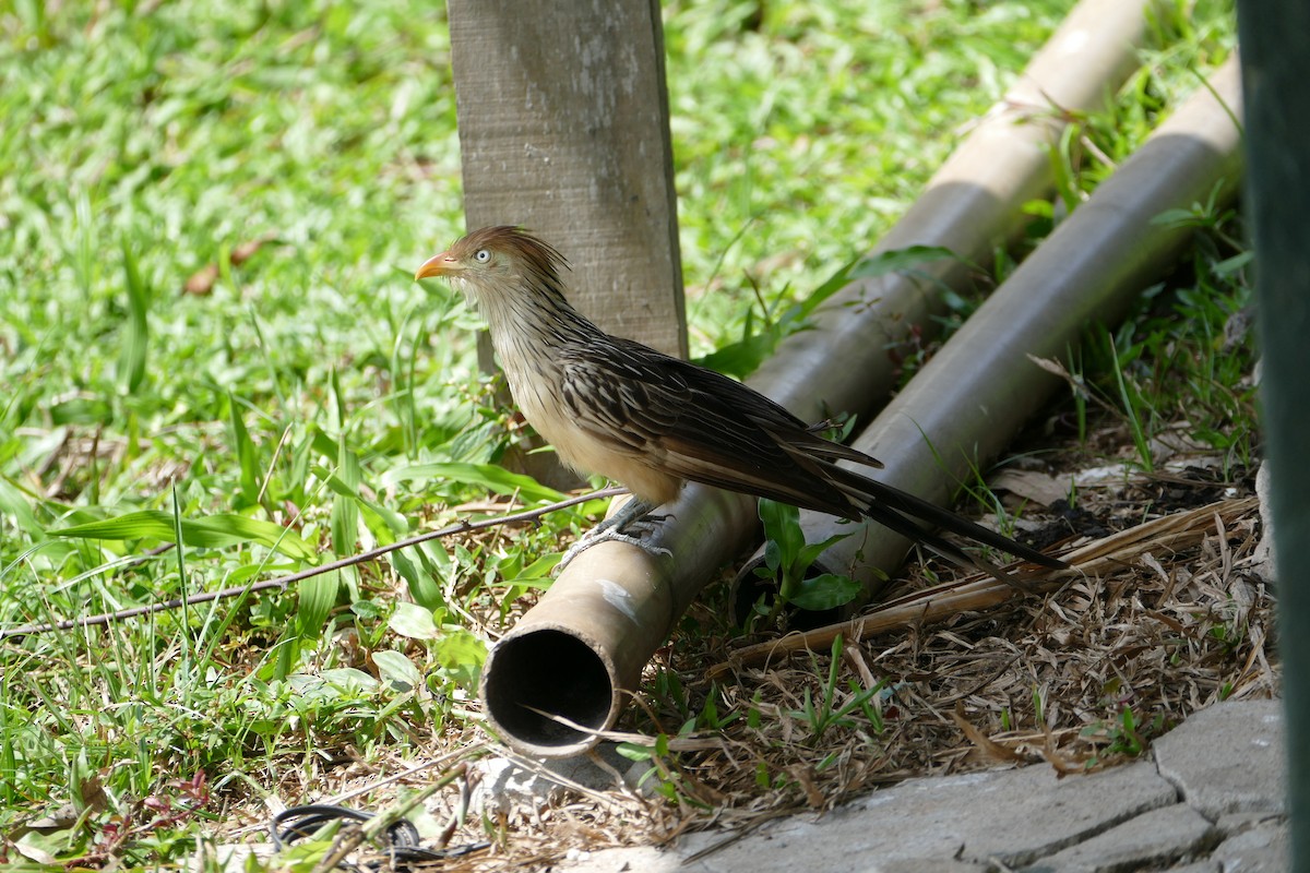 アマゾンカッコウ - ML645694608