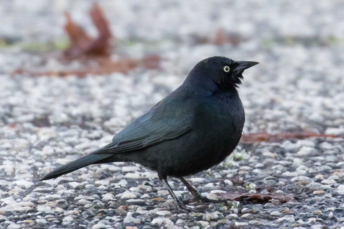 テリムクドリモドキ - ML645694612