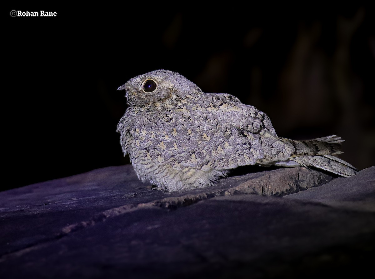Sykes's Nightjar - ML645694613