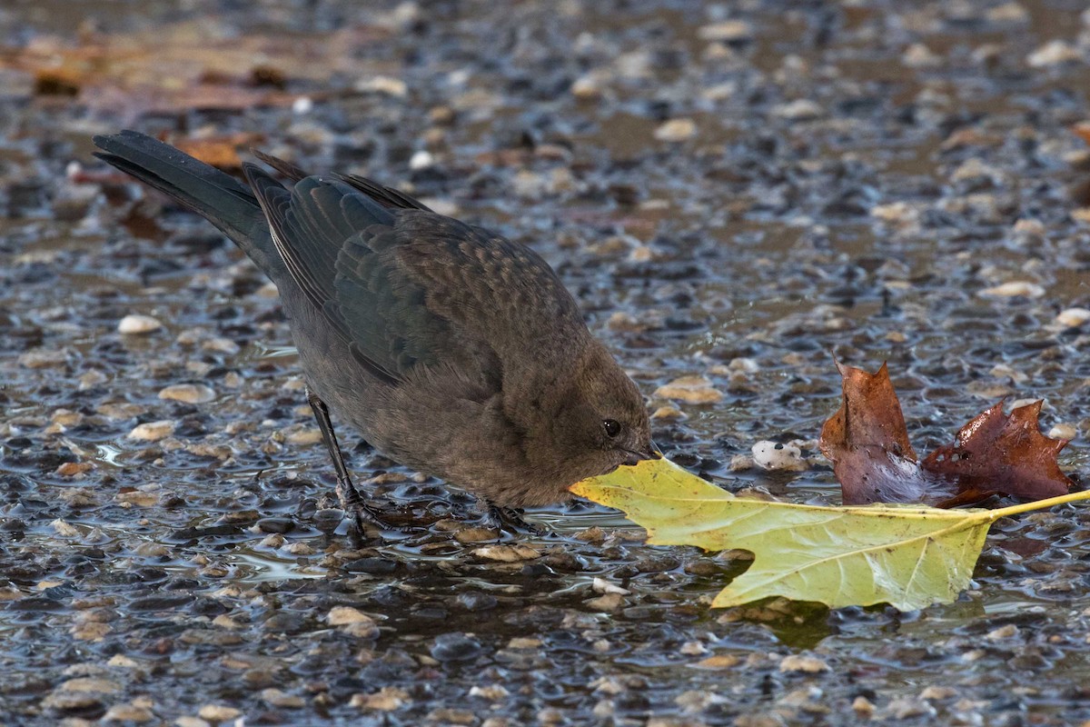 テリムクドリモドキ - ML645694614