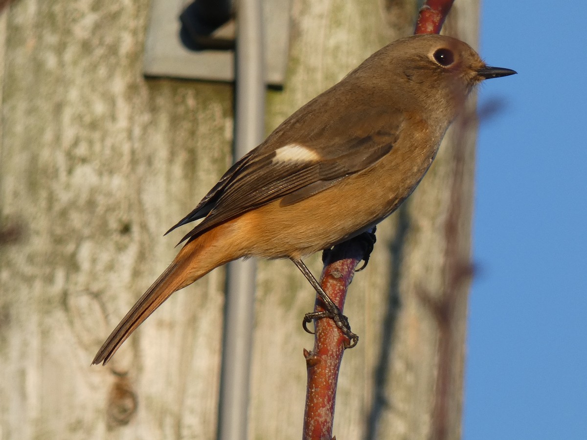 黃尾鴝 - ML645694615