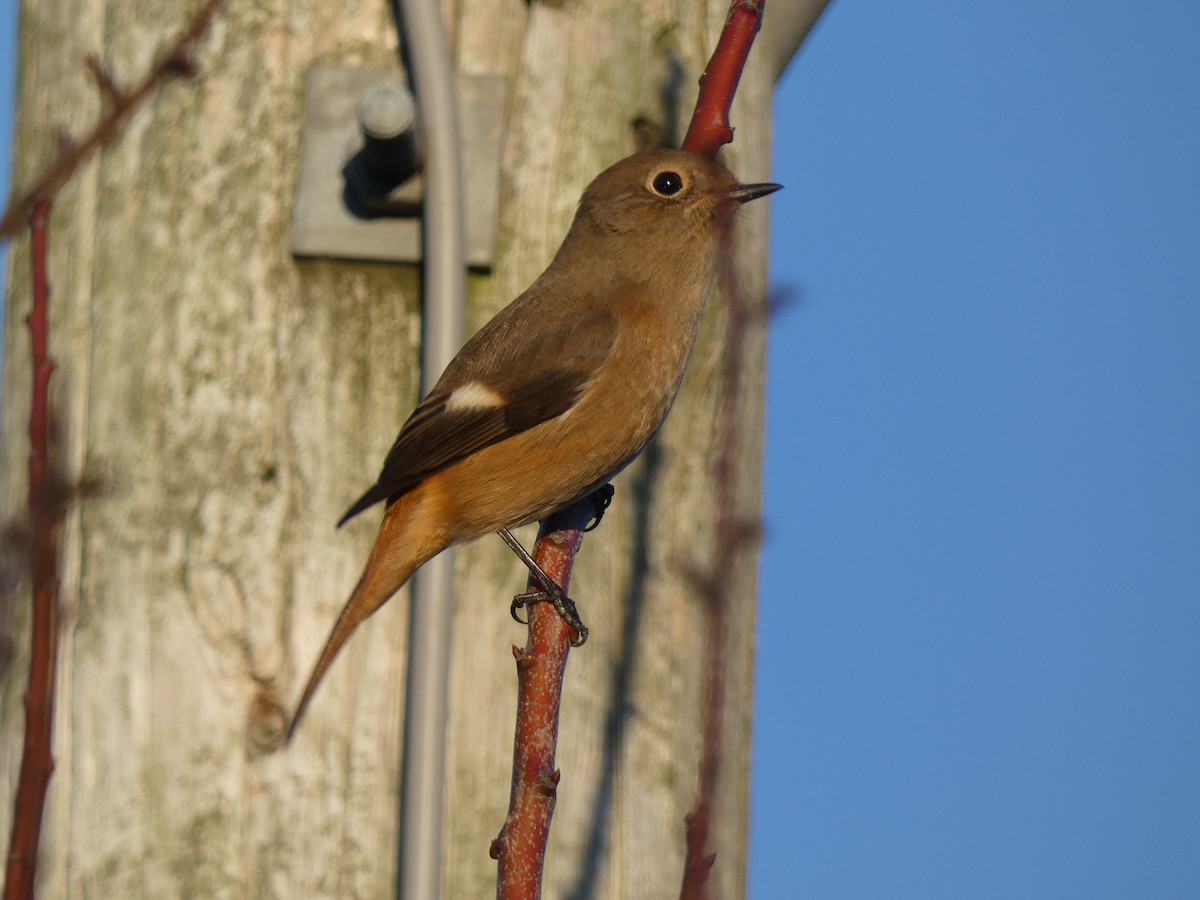 黃尾鴝 - ML645694616