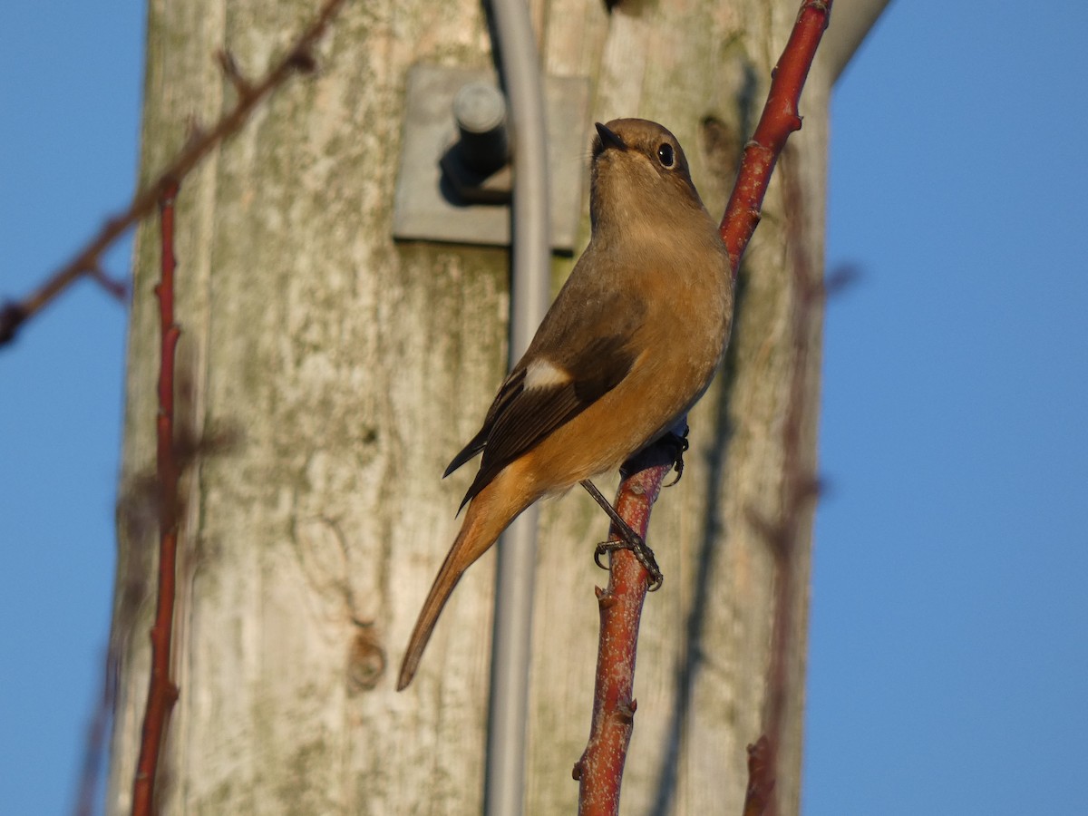 黃尾鴝 - ML645694617