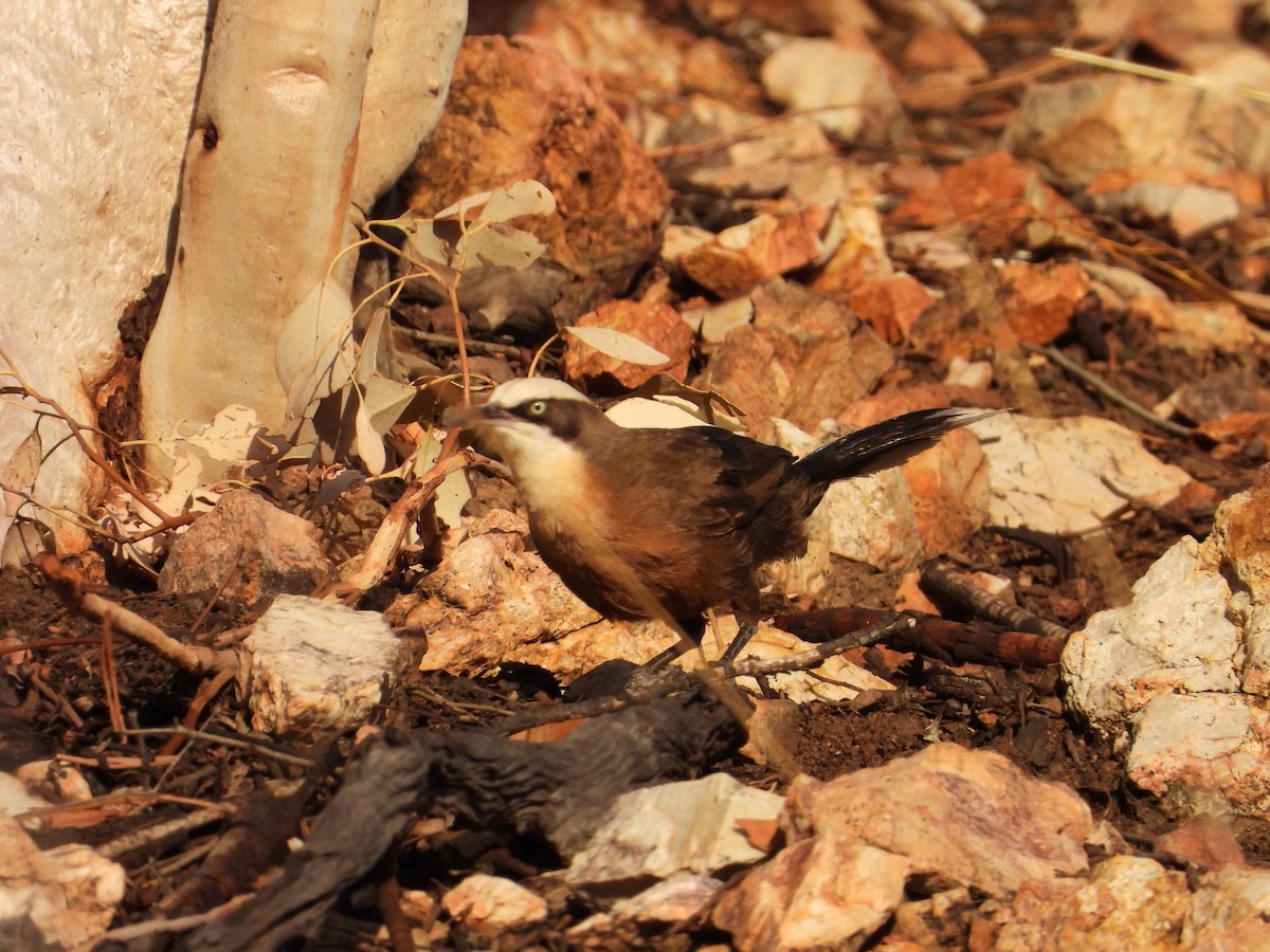 オーストラリアマルハシ - ML645694618