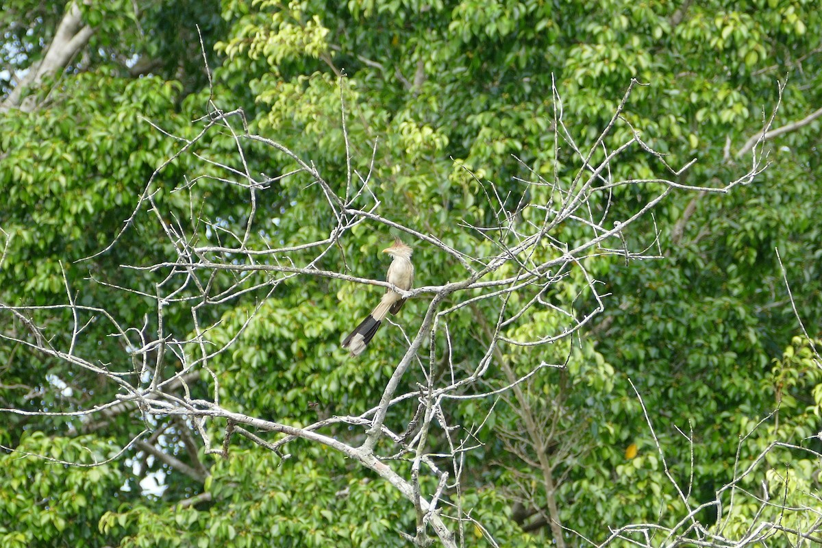 アマゾンカッコウ - ML645694619