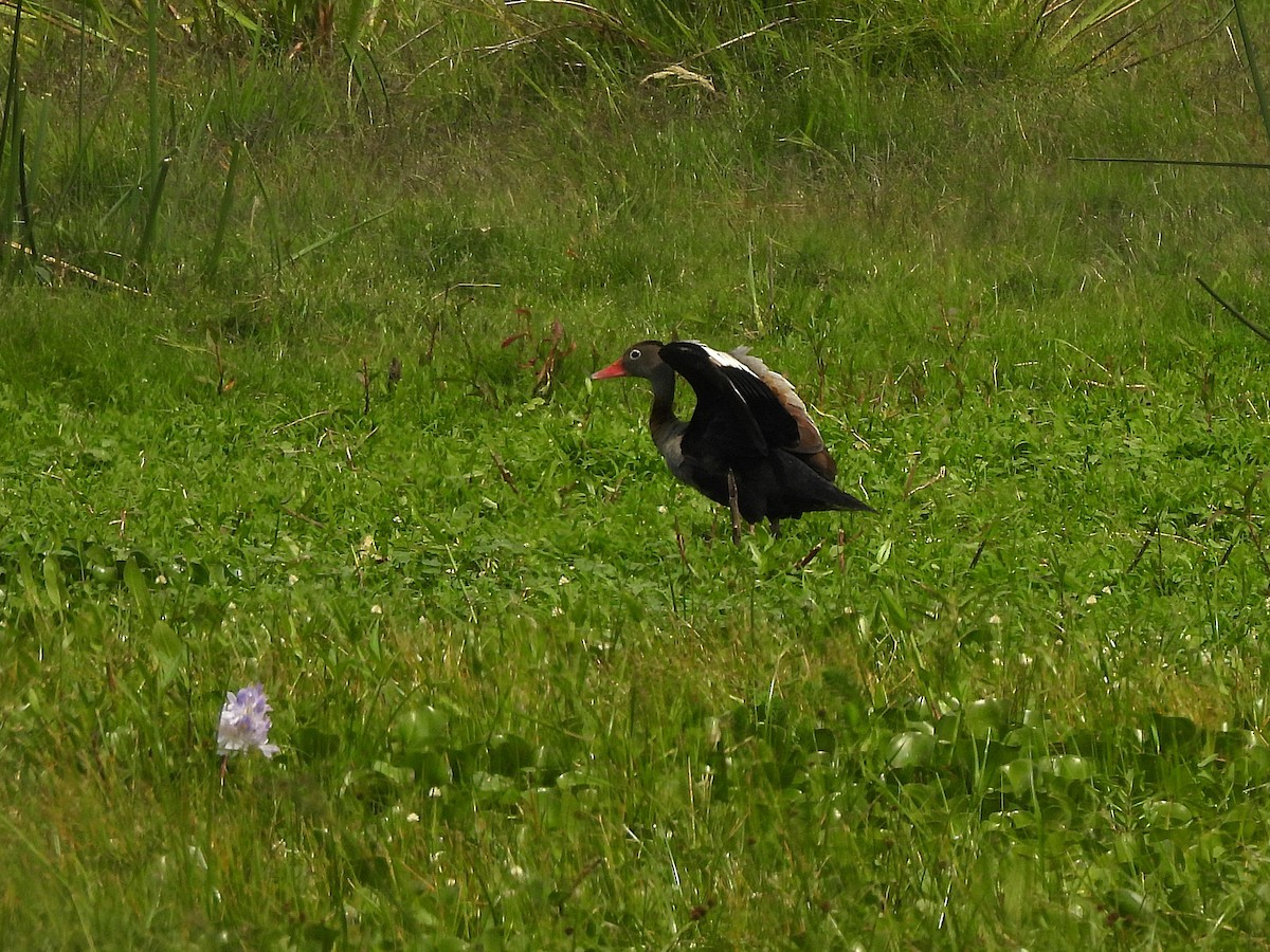 アカハシリュウキュウガモ - ML645694620
