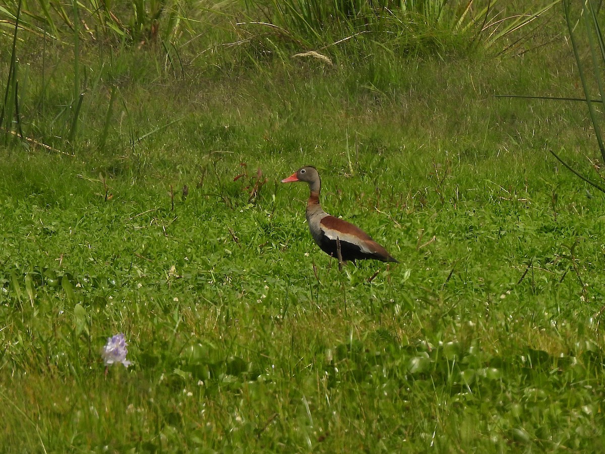 アカハシリュウキュウガモ - ML645694621