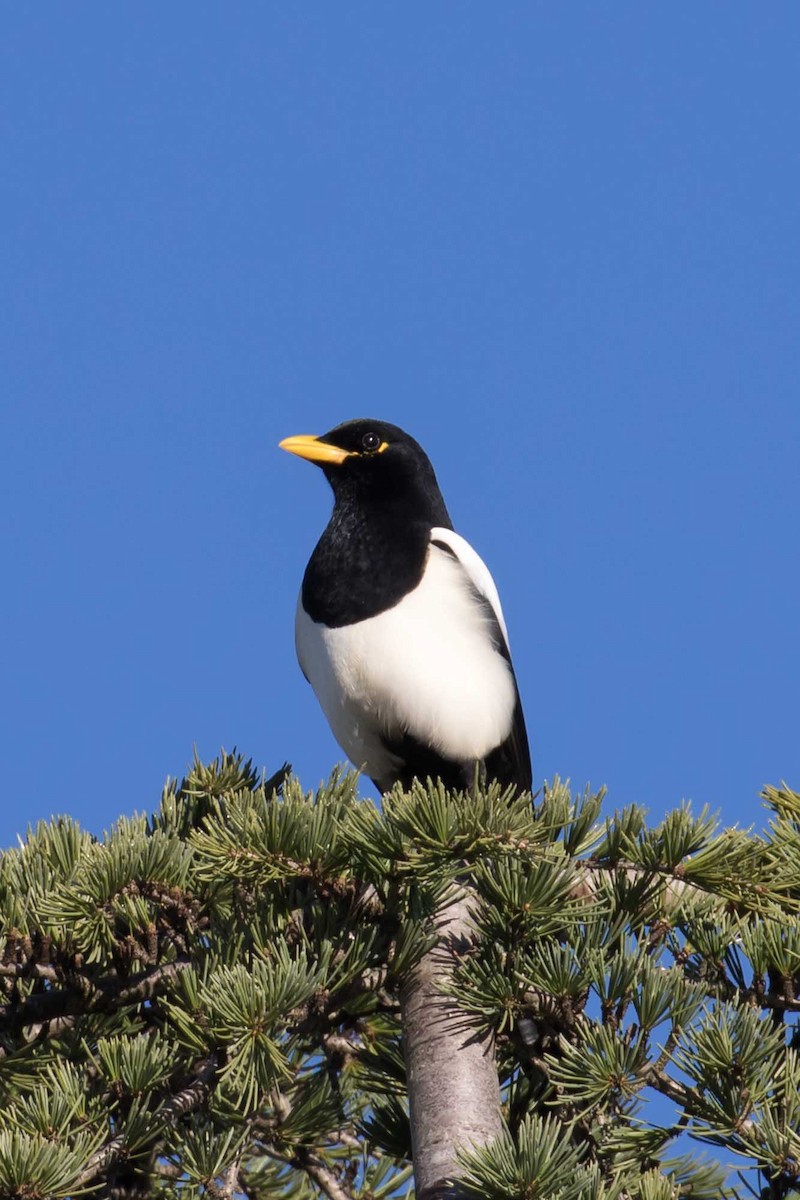 キバシカササギ - ML645694624