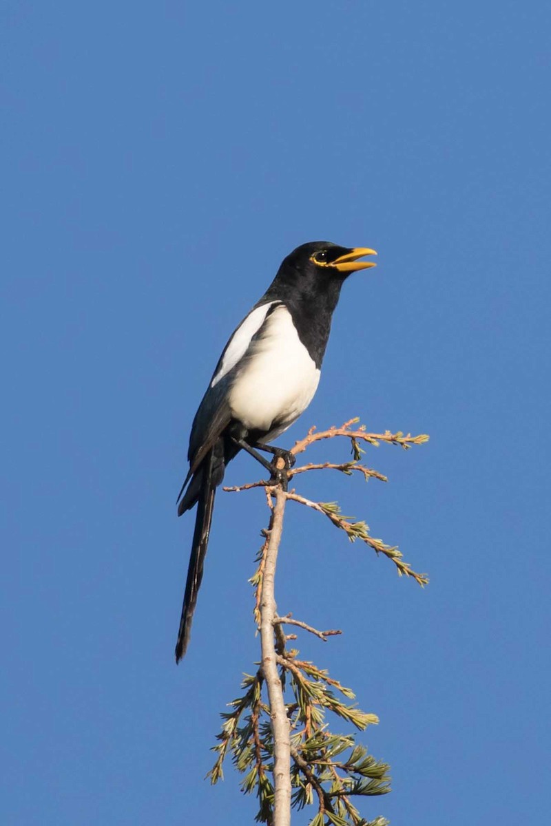 キバシカササギ - ML645694625