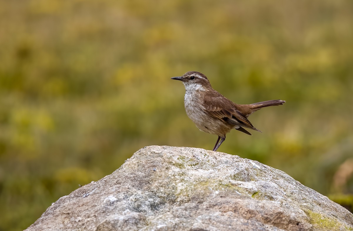 クリバネカワカマドドリ - ML645694626