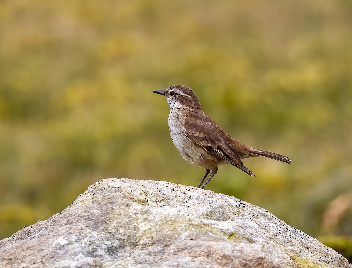 クリバネカワカマドドリ - ML645694628