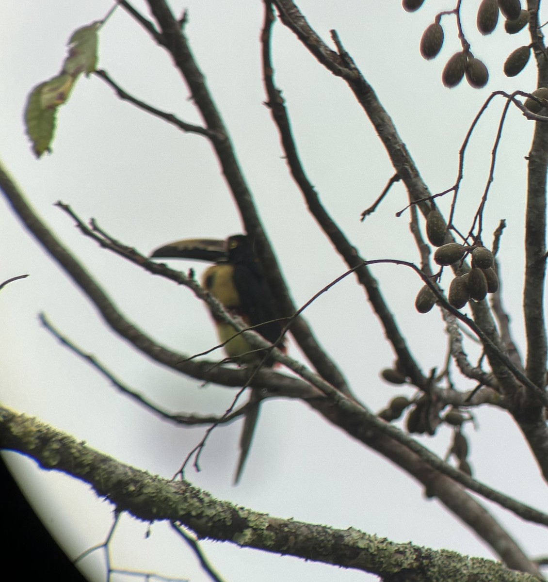 arassari pestrý - ML645694629