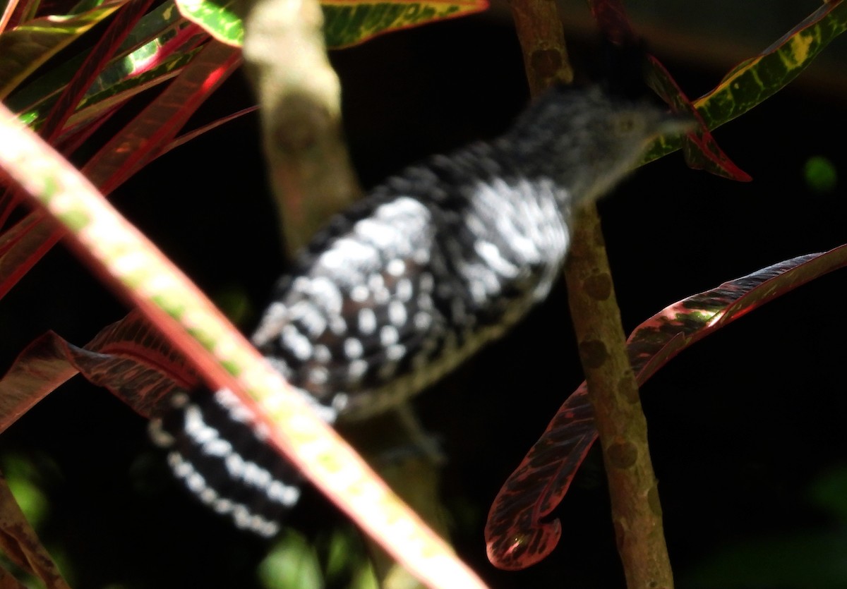 Batará Barrado - ML645694630