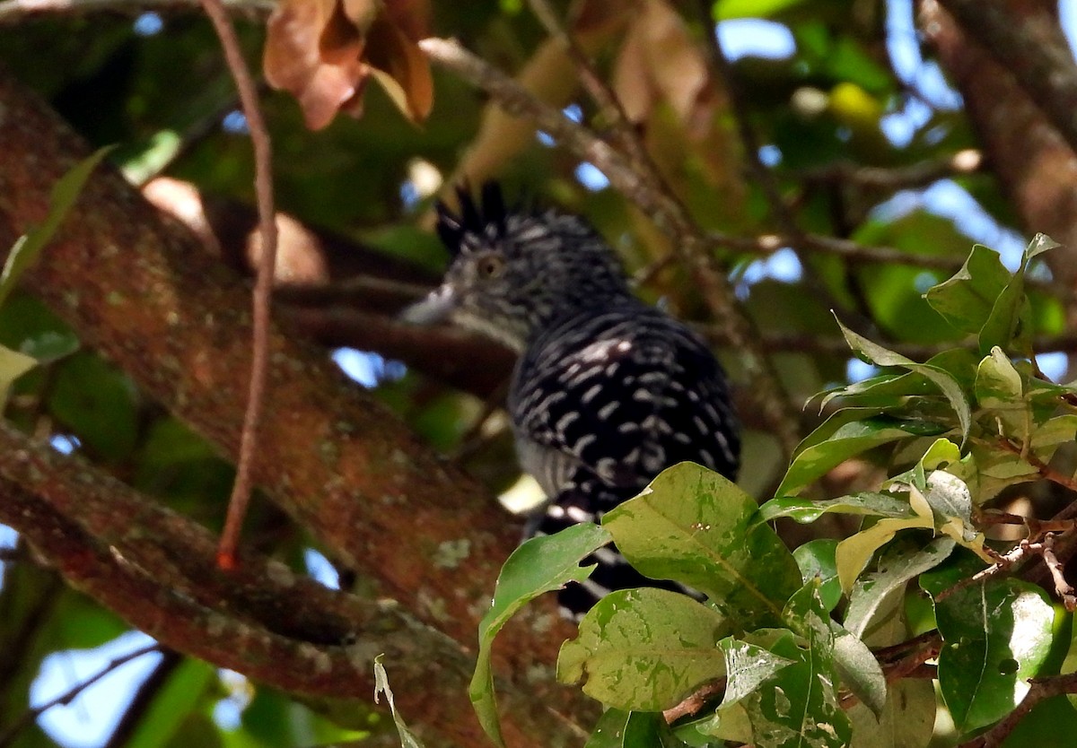 Batará Barrado - ML645694643