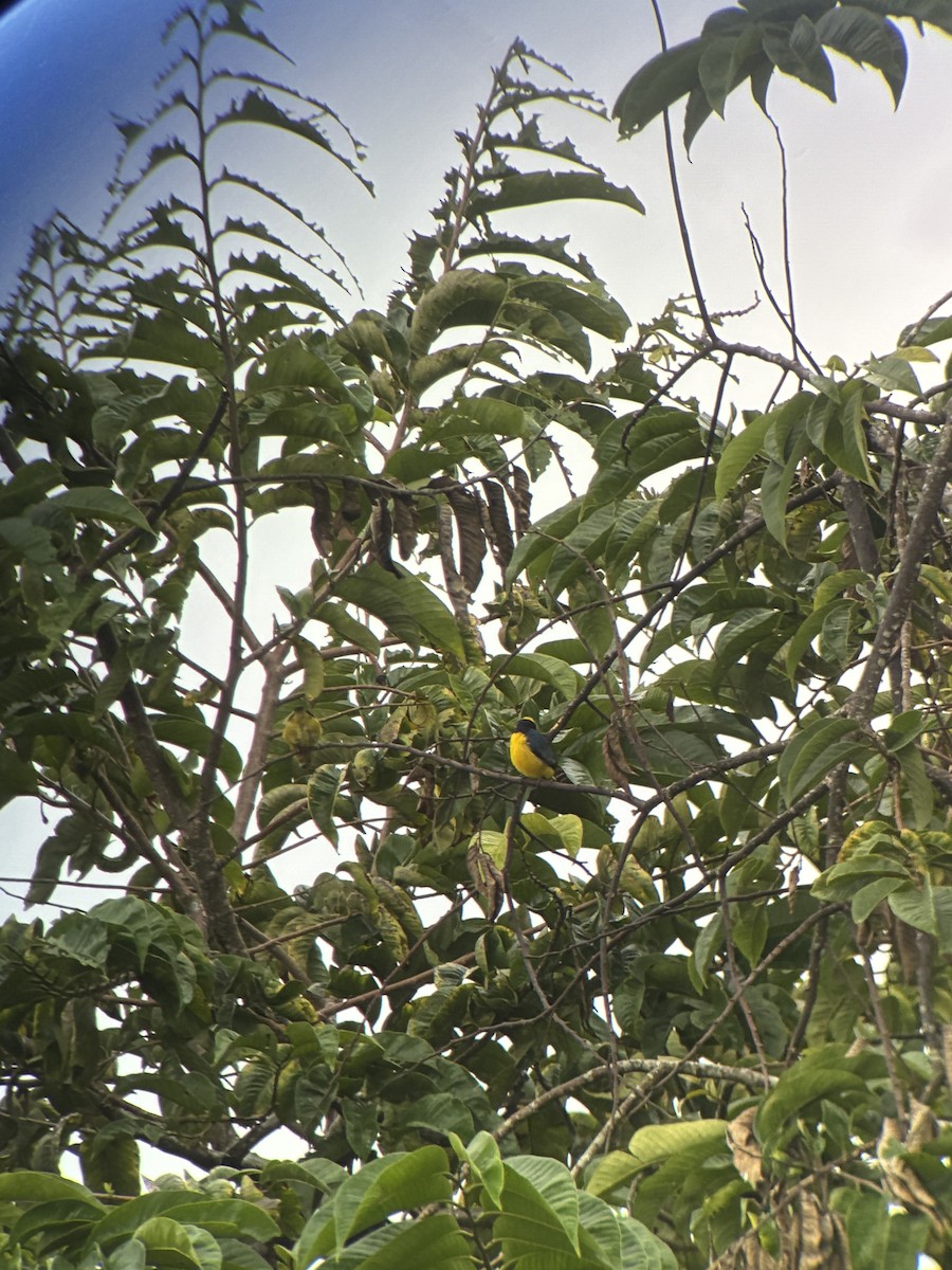 libohlásek žlutotemenný - ML645694644