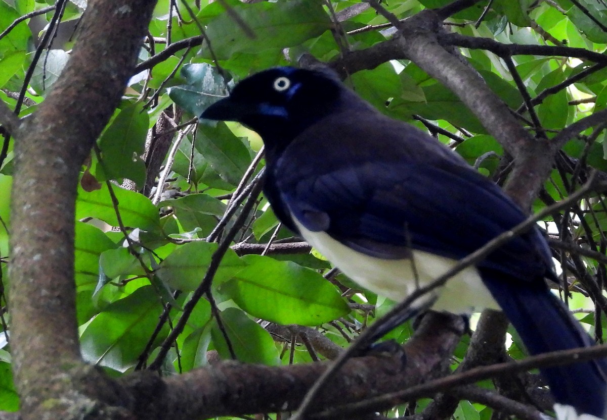 sojka černoprsá - ML645694649