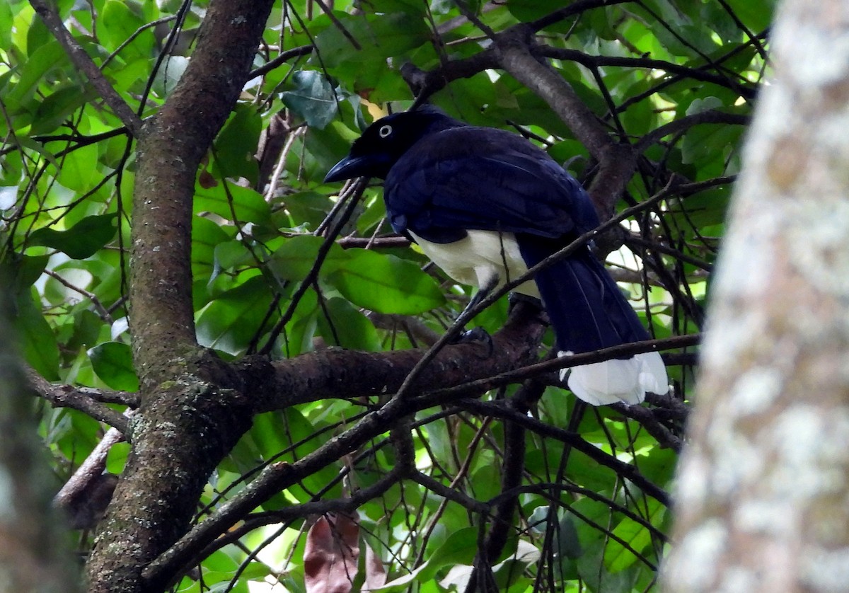 sojka černoprsá - ML645694650