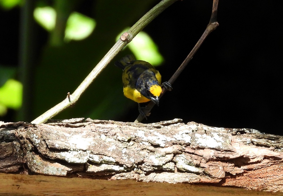 libohlásek tlustozobý - ML645694657