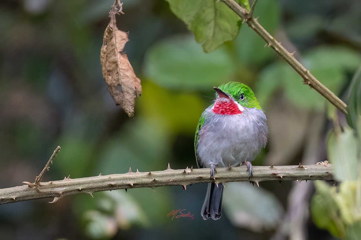 Narrow-billed Tody - ML645694672