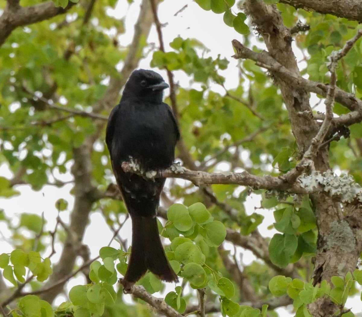 Fork-tailed Drongo (adsimilis Group) - ML645694689