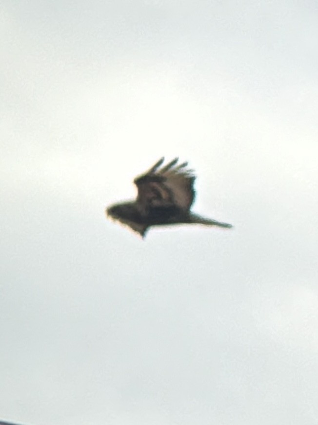 Rough-legged Hawk - ML645694691