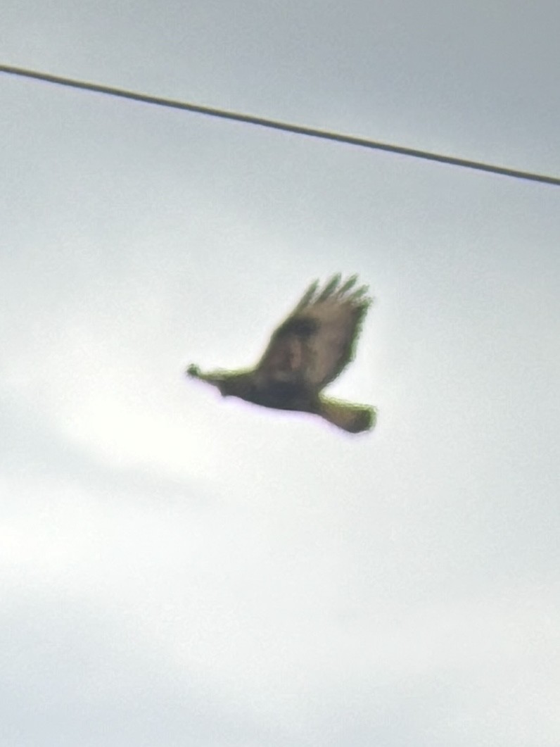 Rough-legged Hawk - ML645694693