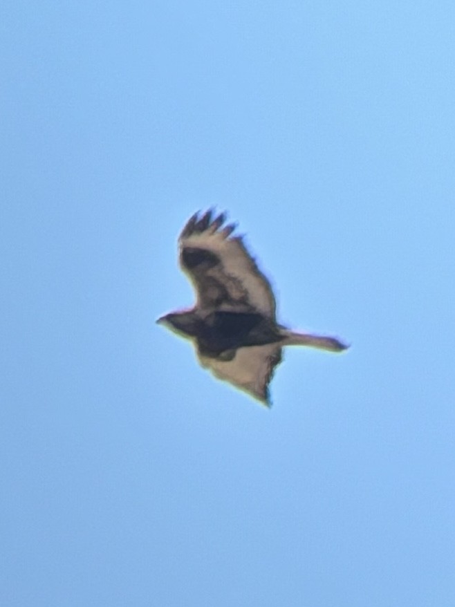 Rough-legged Hawk - ML645694694