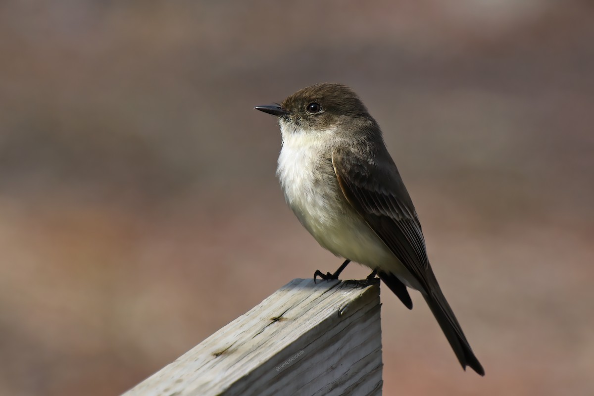 Eastern Phoebe - ML645694697