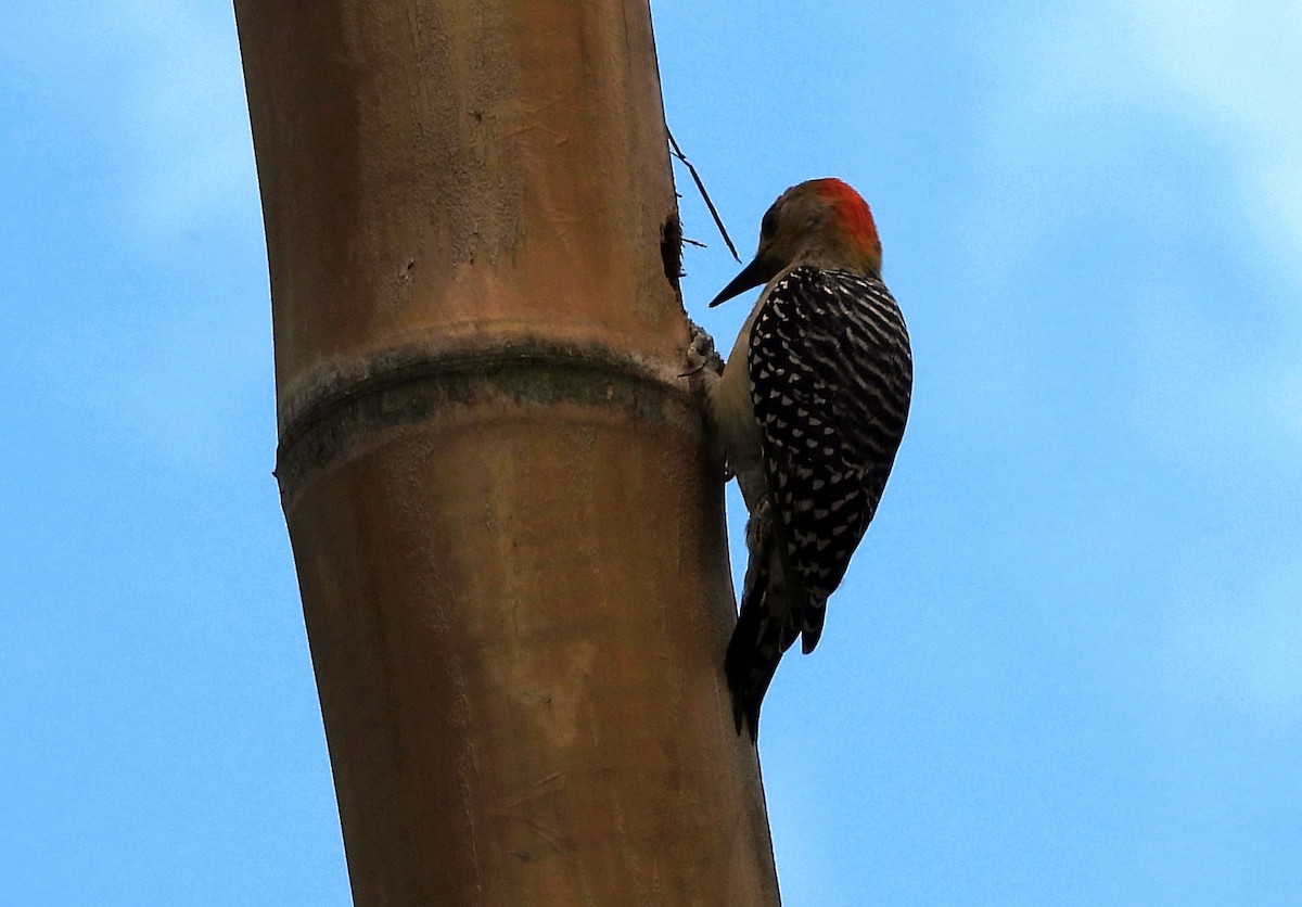 datel kápový - ML645694708