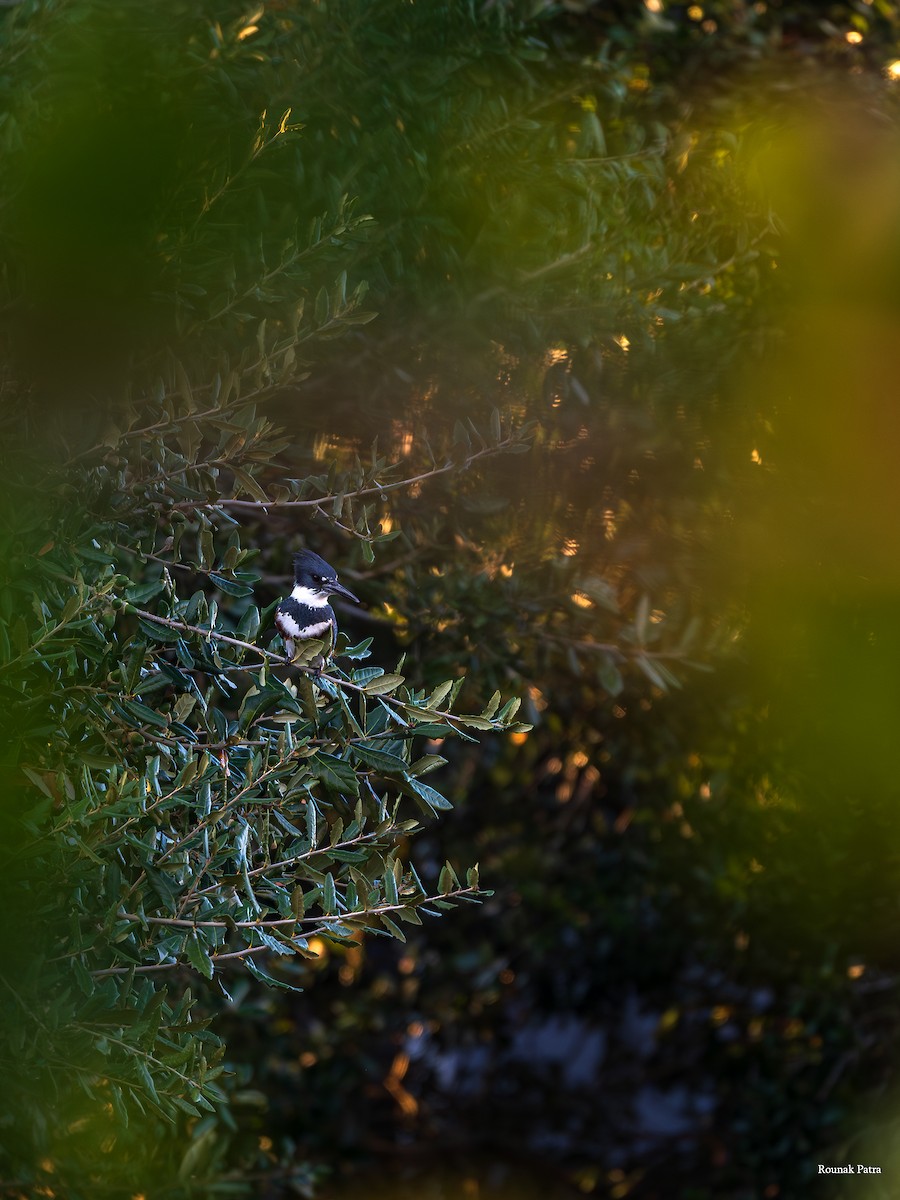 Belted Kingfisher - ML645694712