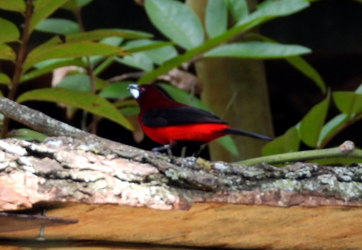 Crimson-backed Tanager - ML645694721