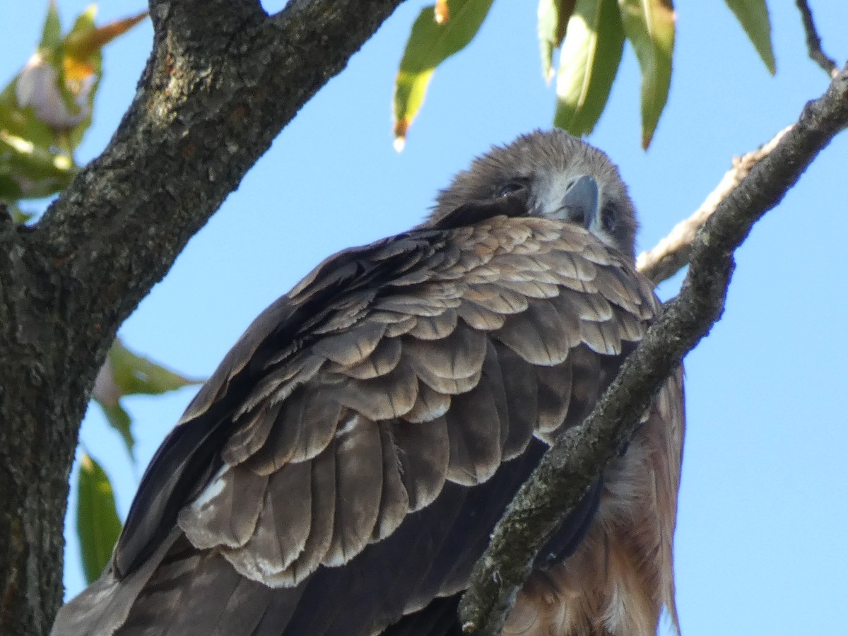 黑鳶(lineatus/formosanus) - ML645694726