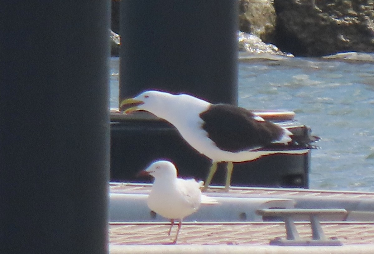 Kelp Gull - ML645694728