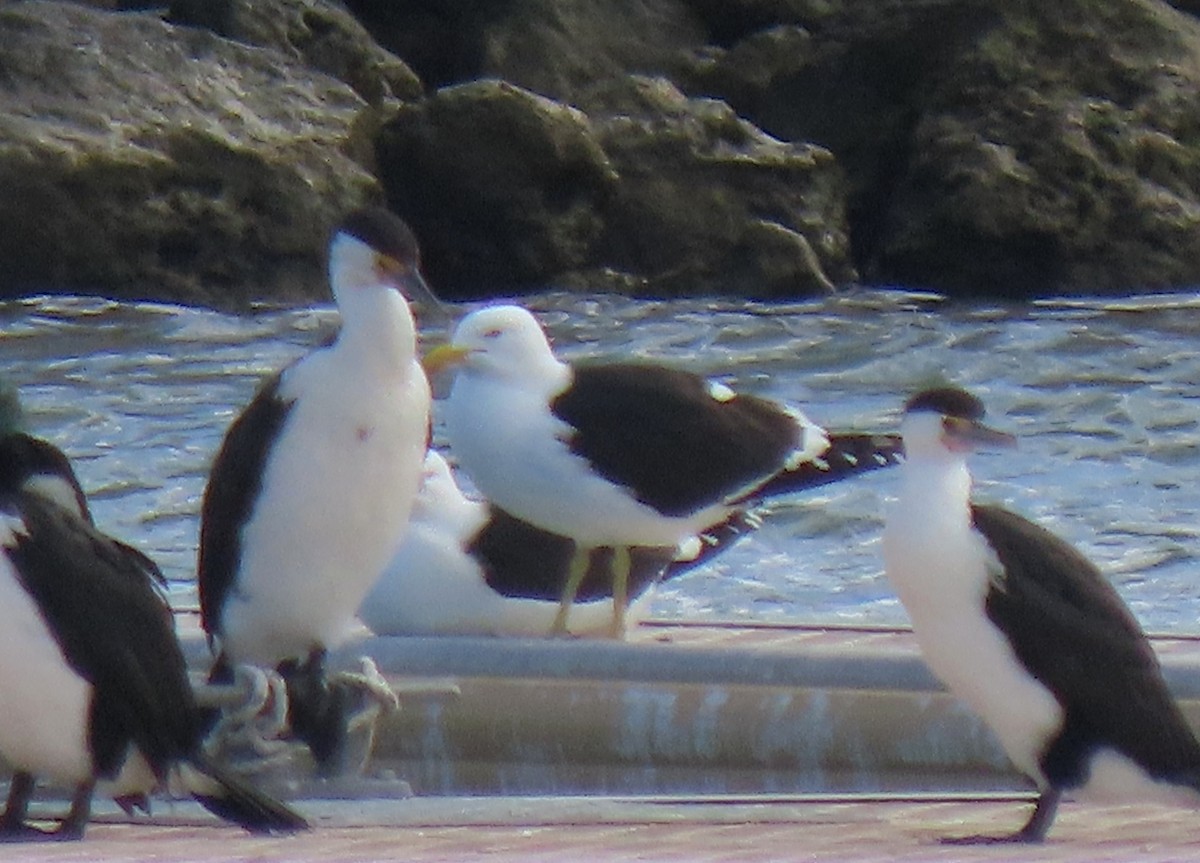 Kelp Gull - ML645694729