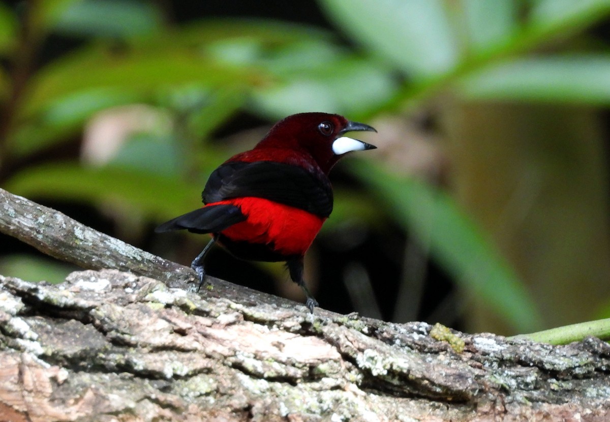 Crimson-backed Tanager - ML645694733