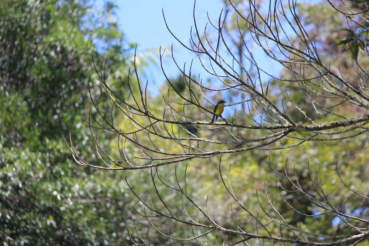 lejsčík žlutý - ML645694736