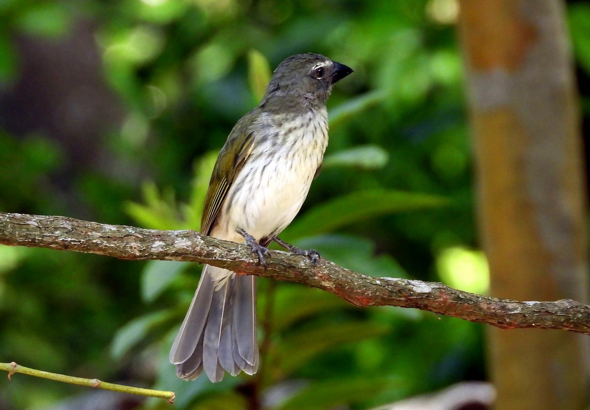 Streaked Saltator - ML645694745