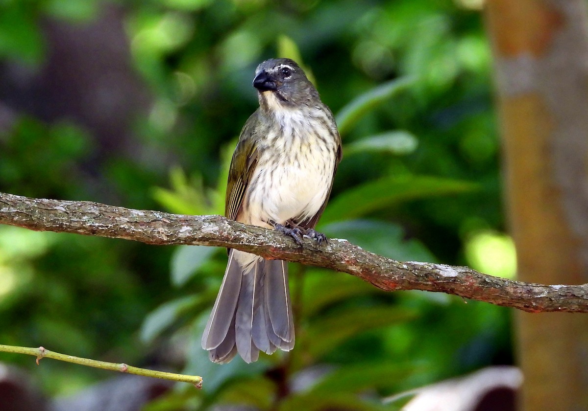 Streaked Saltator - ML645694746