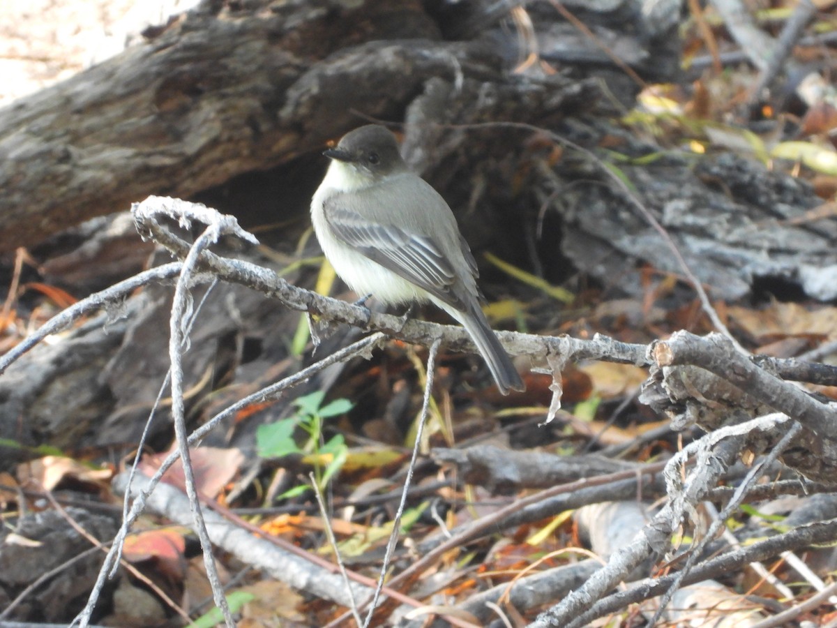 Феб буроспинний - ML645694755