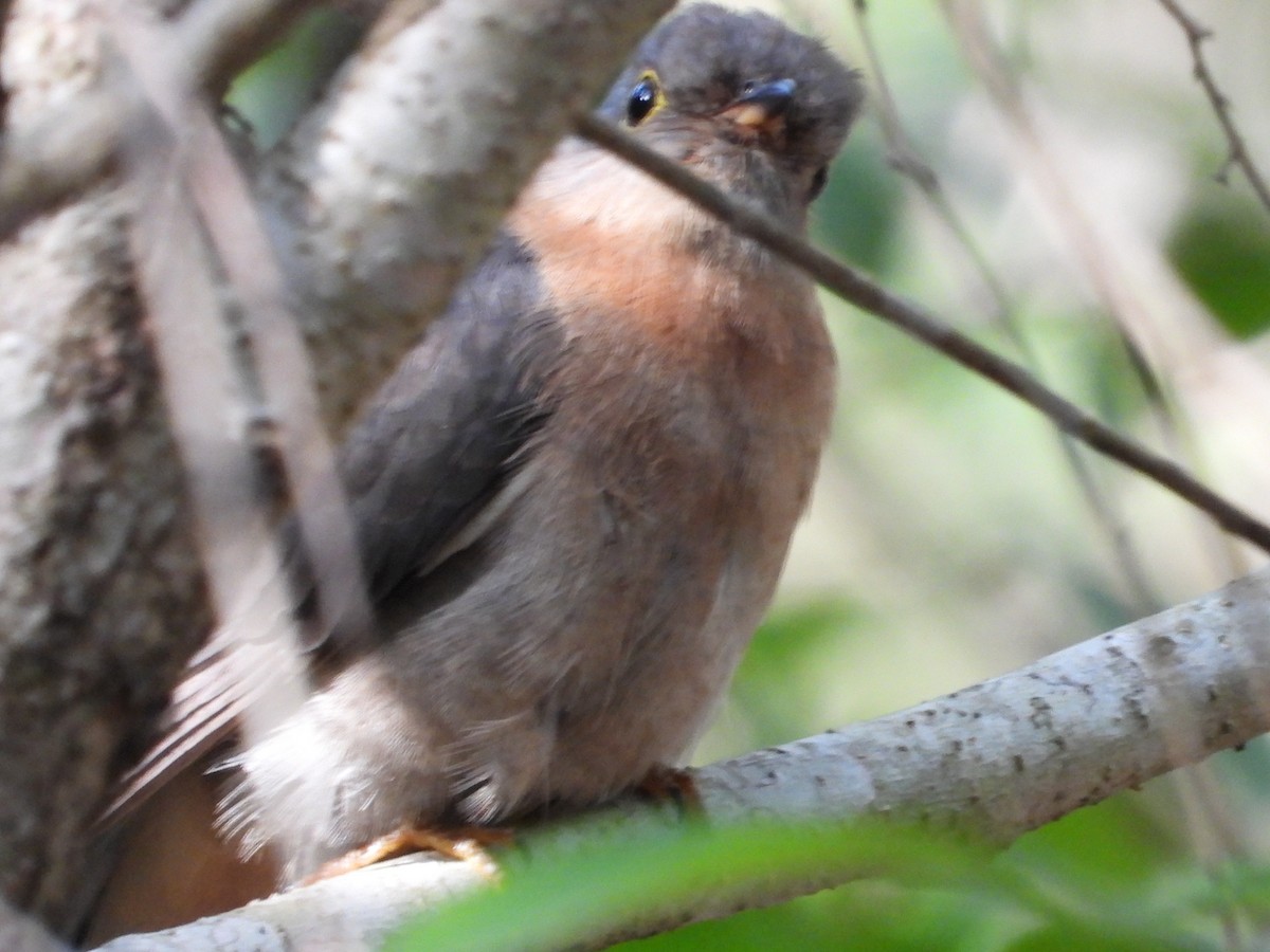 Кукавка віялохвоста - ML645694756