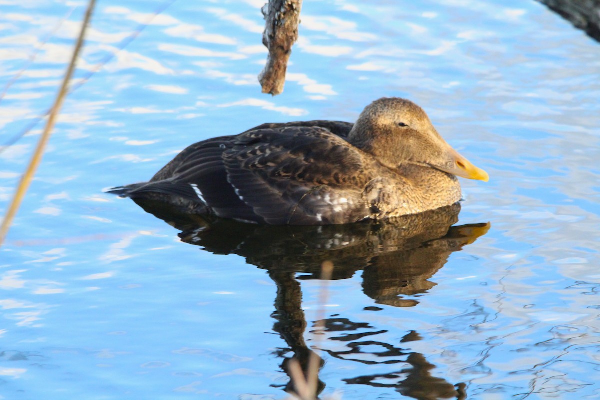 Пухівка зеленошия - ML645694758
