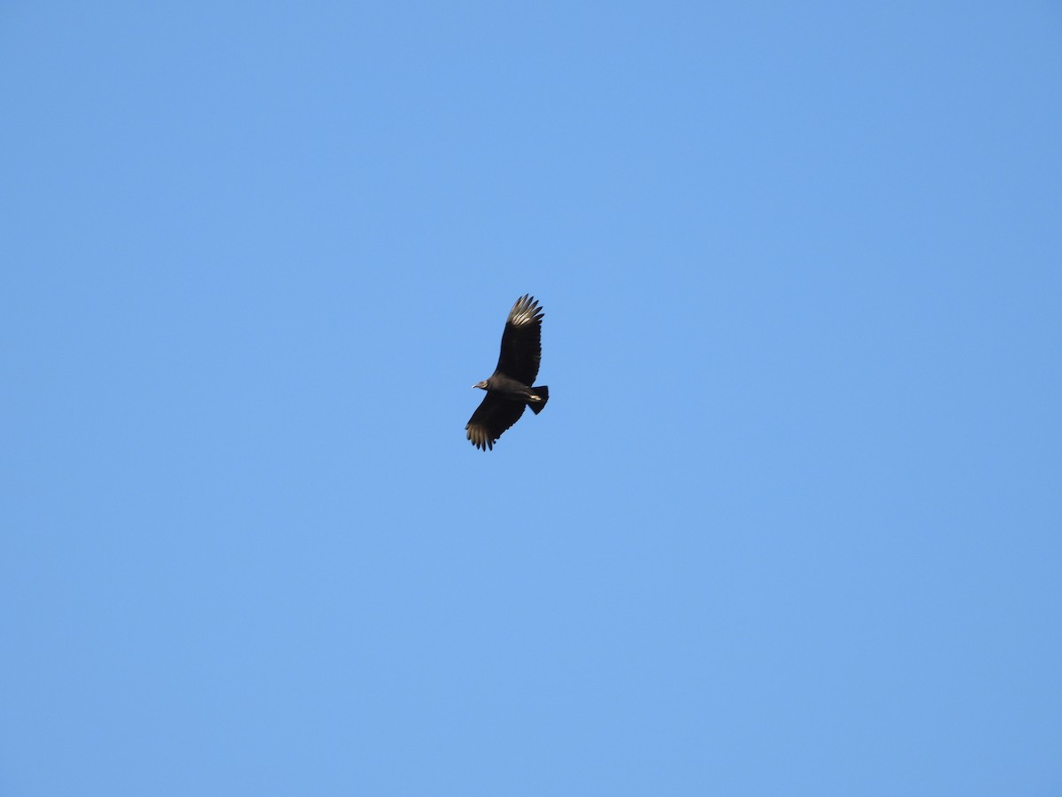 Катарта чорна - ML645694759