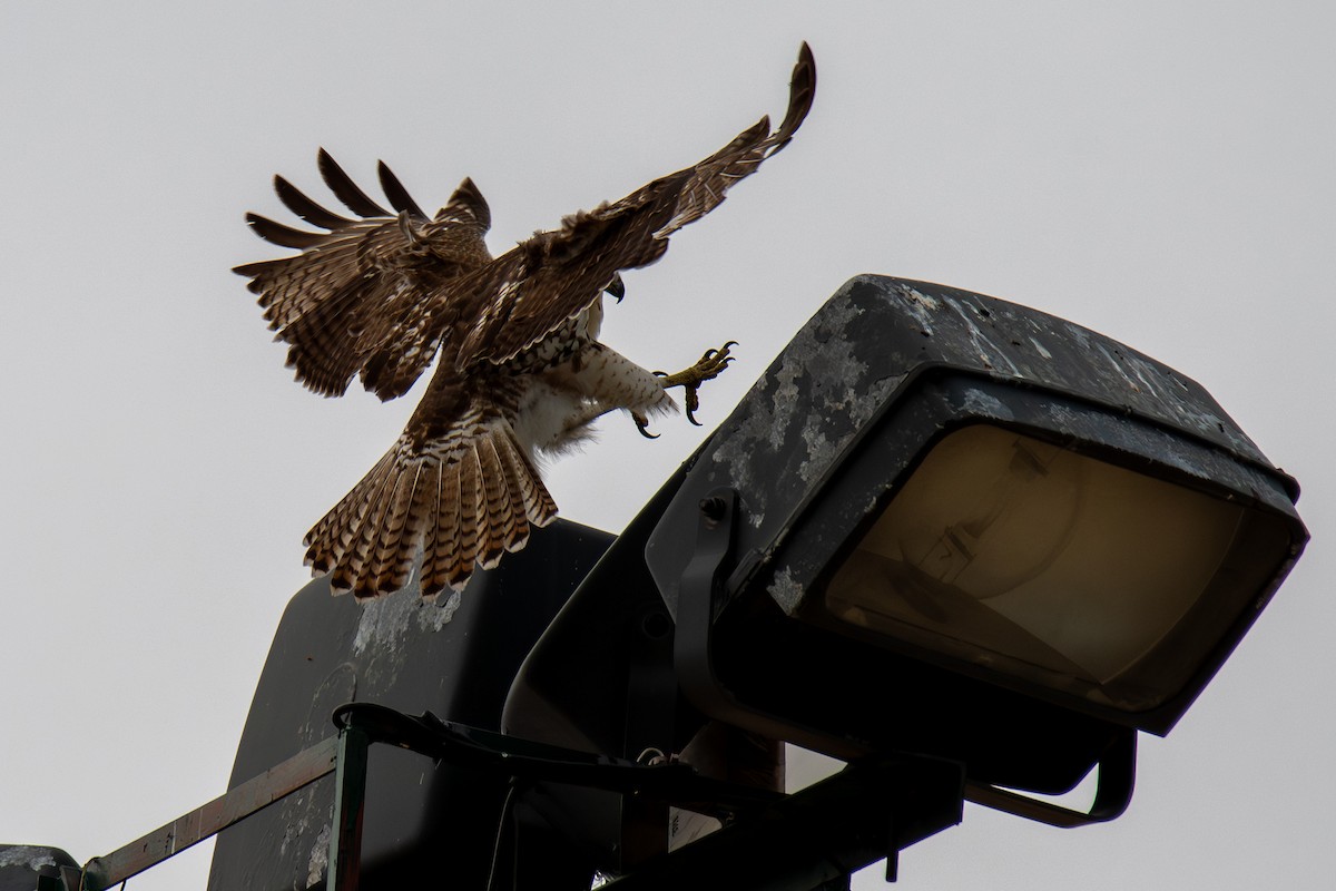 Канюк неоарктичний - ML645694761