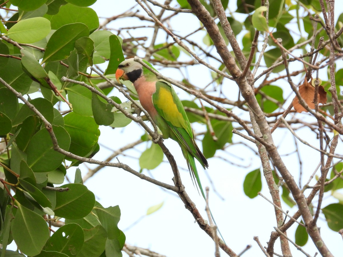 Папужець рожевоволий - ML645694762