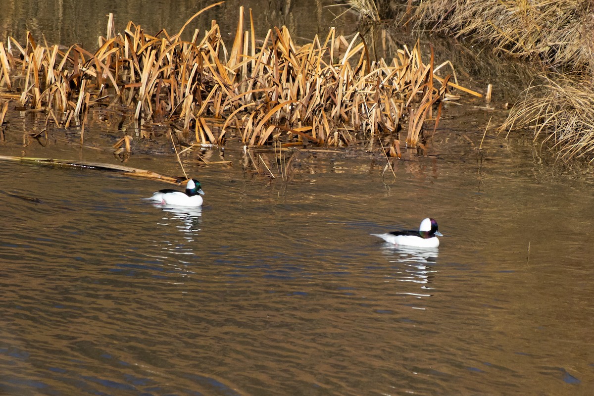 Гоголь малий - ML645694764