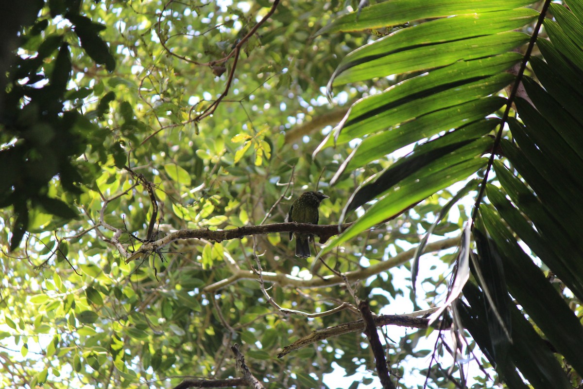 Нявкун зелений - ML645694766