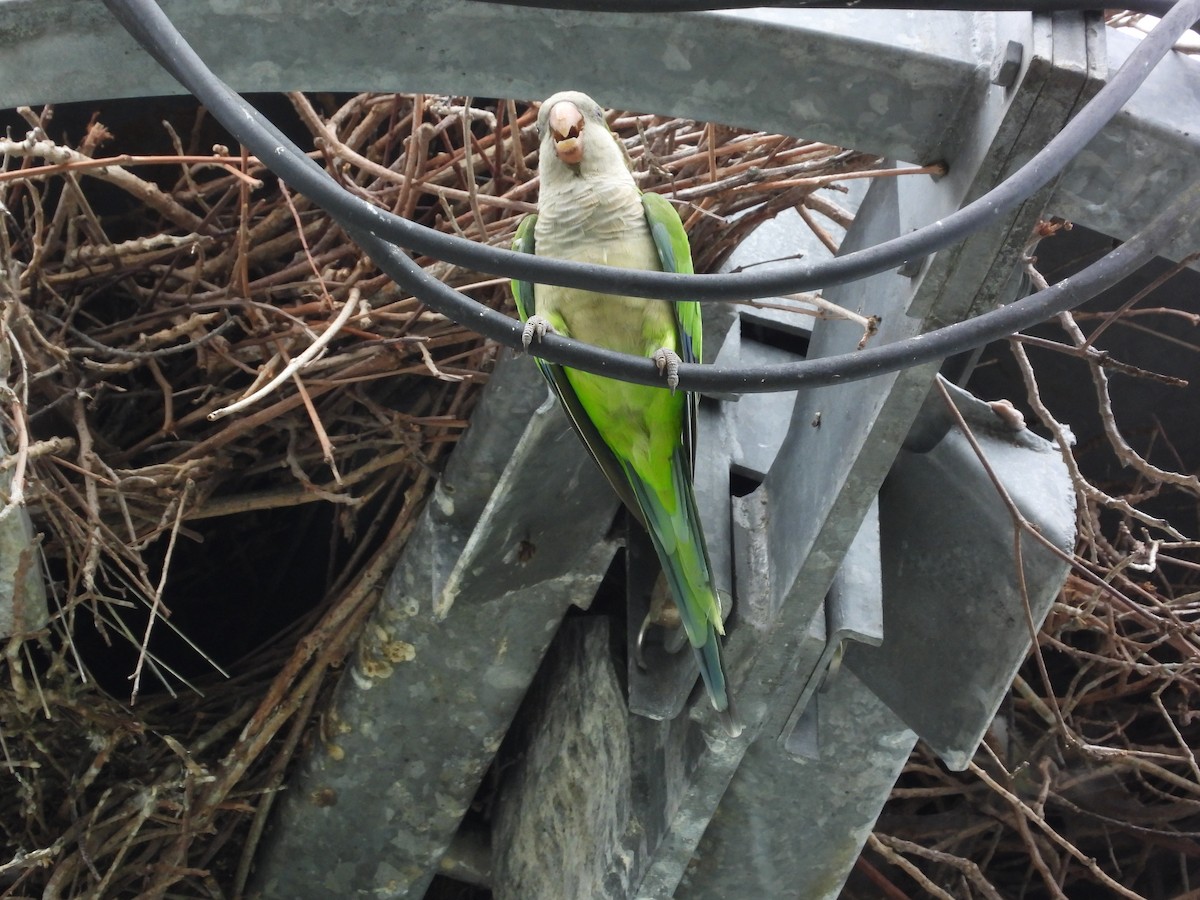 Калита сіроволий - ML645694768