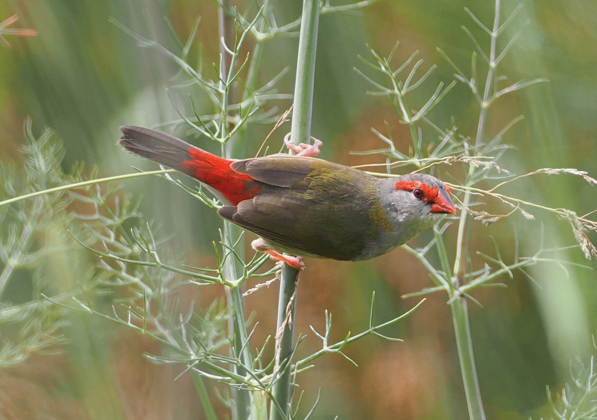 Амадина-рубінчик червоноброва - ML645694770