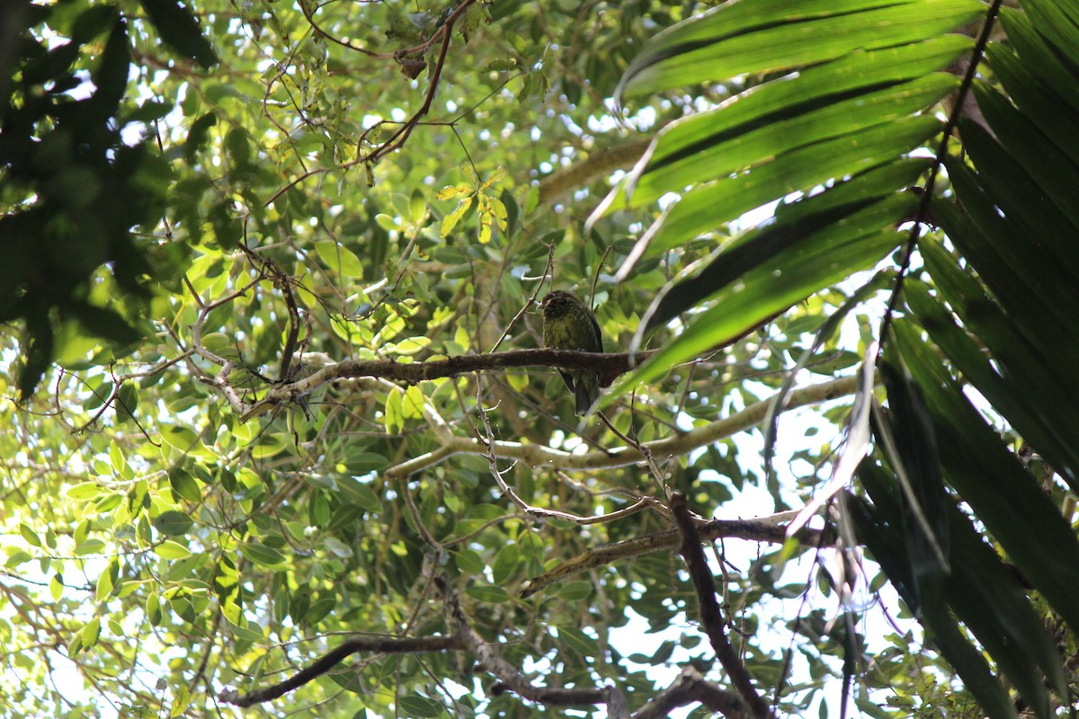 Нявкун зелений - ML645694771